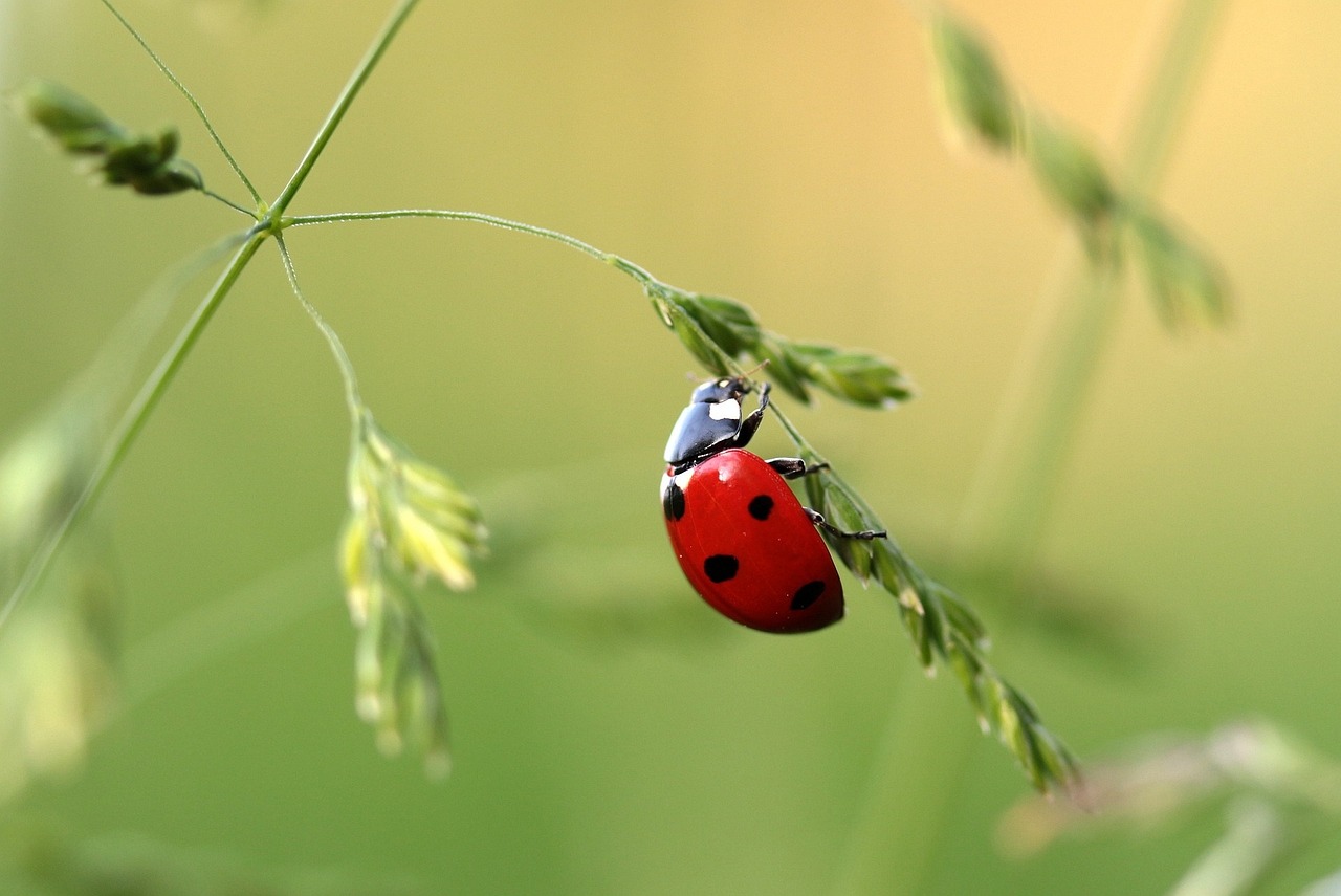 A ladybird on a plant