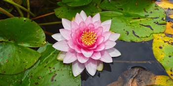 Pink water lily surrounded by lily pads