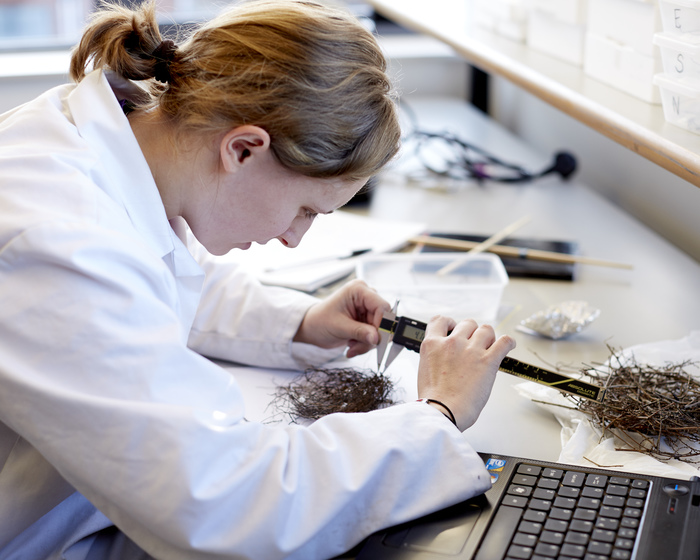 A student in a laboratory using a micrometre to measure organic materials