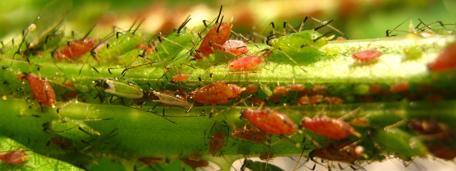 insects on a leaf