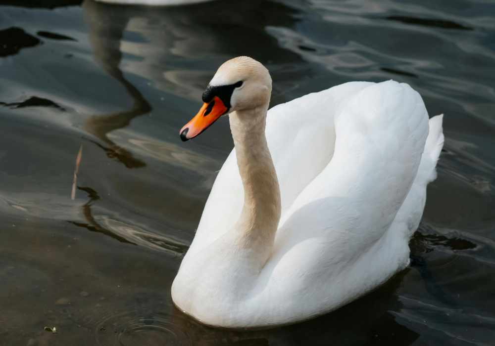 Mute Swan on water