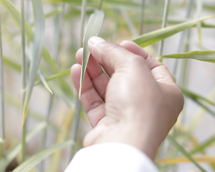 Hand touching a crop