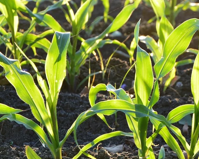 Closeup of young crops