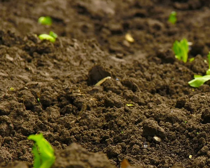 Soil with shoots growing