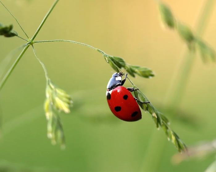 Ladybird on grass