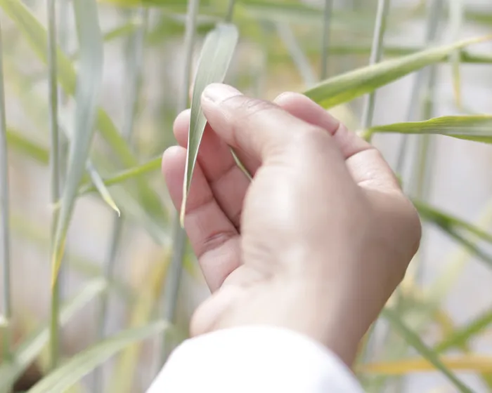 Hand holding a leaf