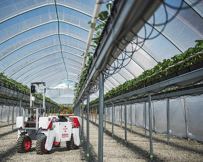 Robot in Polytunnel