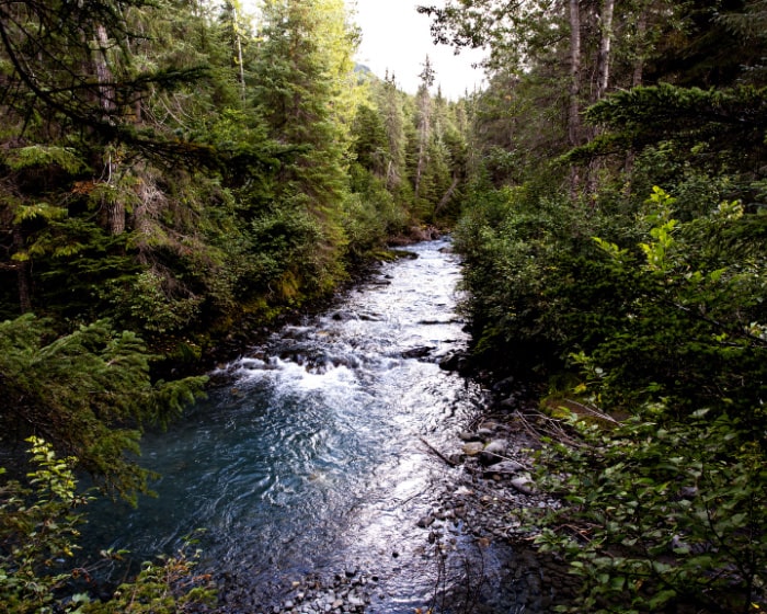 River flowing through a forest