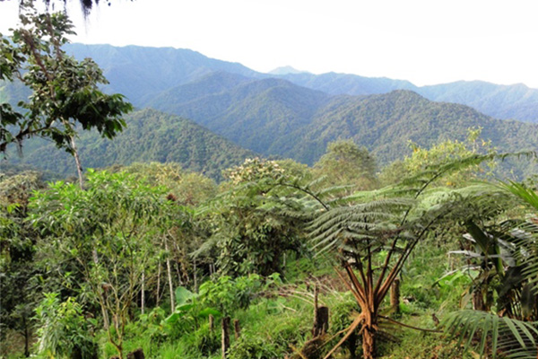 Mountains covered in green forest