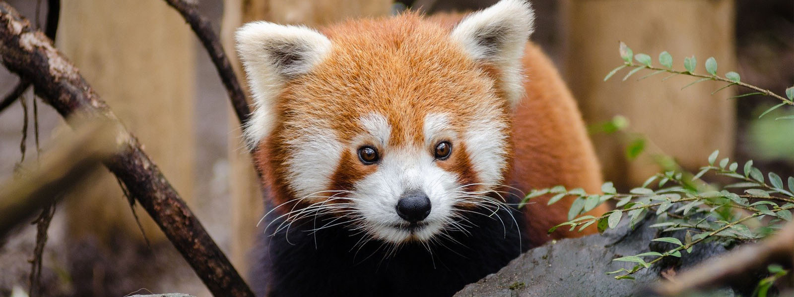 A red panda in a zoo