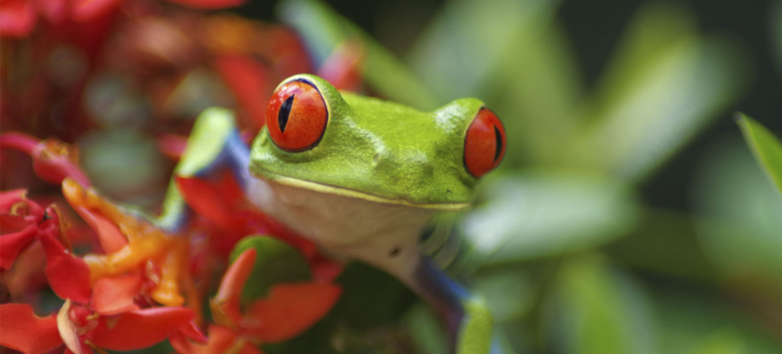 A green frog on a tree branch