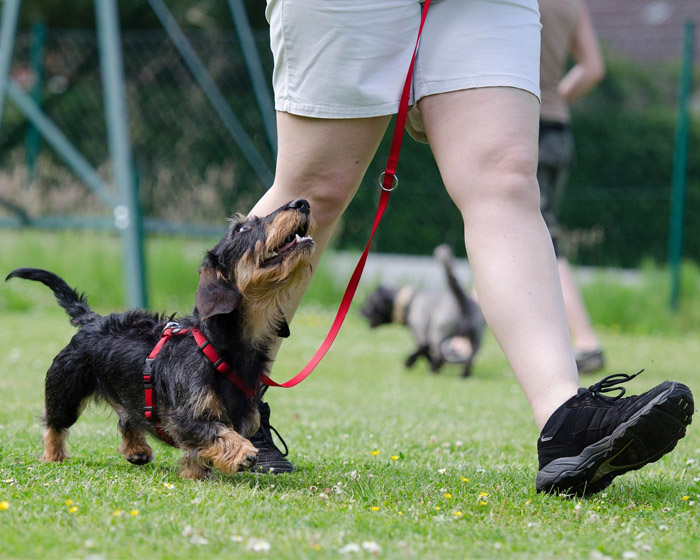 A dog walking with a trainer