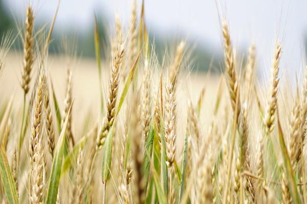 A wheat field