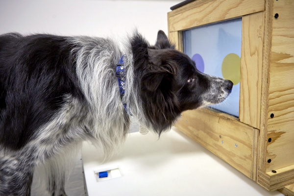 A dog in the animal behaviour clinic