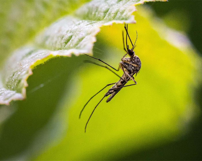 A mosquito on a leaf