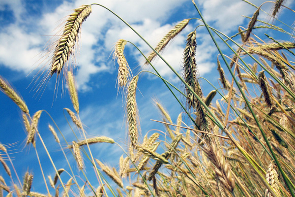 A wheat field in the sunshine