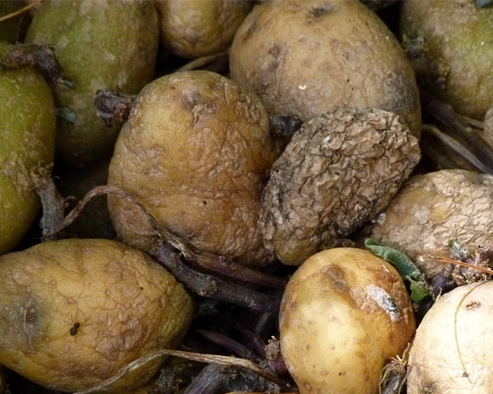 A pile of rotting potatoes