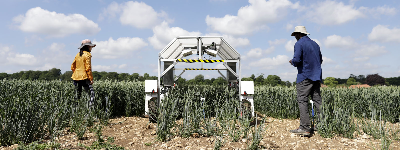 A phenocart working in a wheat field