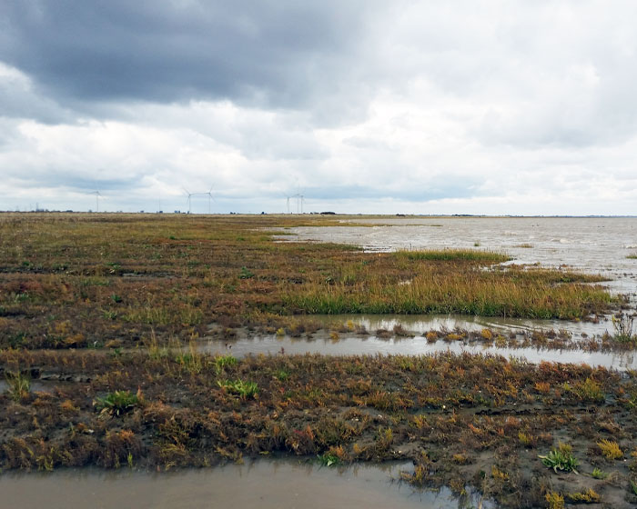 A wetlands with wind turbines