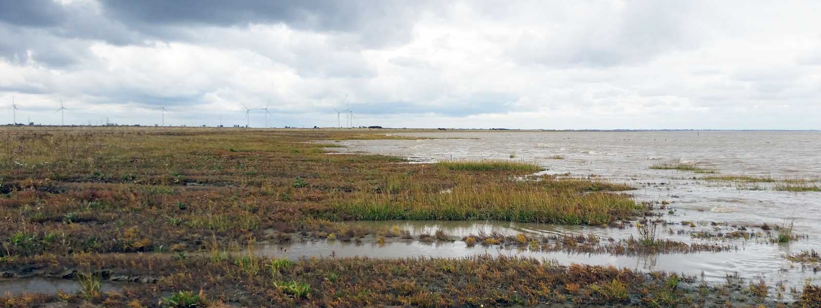 Wetlands with wind turbines