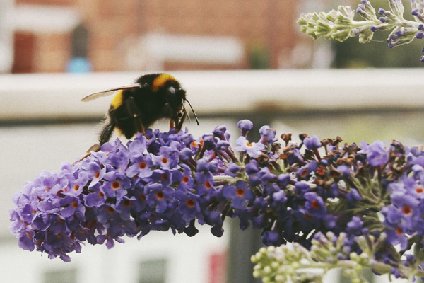 A bee on a flower