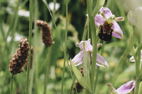 Wildflowers and plants